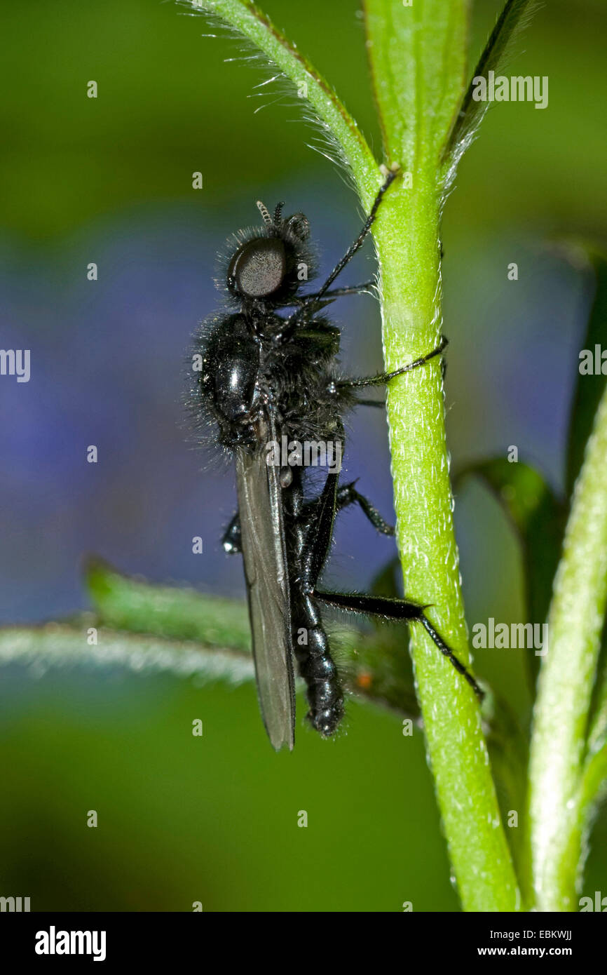 St.Mark's fly (Bibio marci), sitting at a plant, Germany Stock Photo