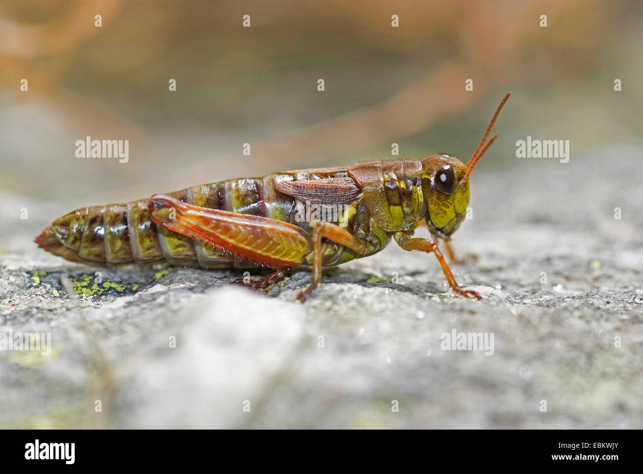 Northern migratory grasshopper (Melanoplus frigidus, Bohemanella frigida), sitting on a rock, Switzerland Stock Photo