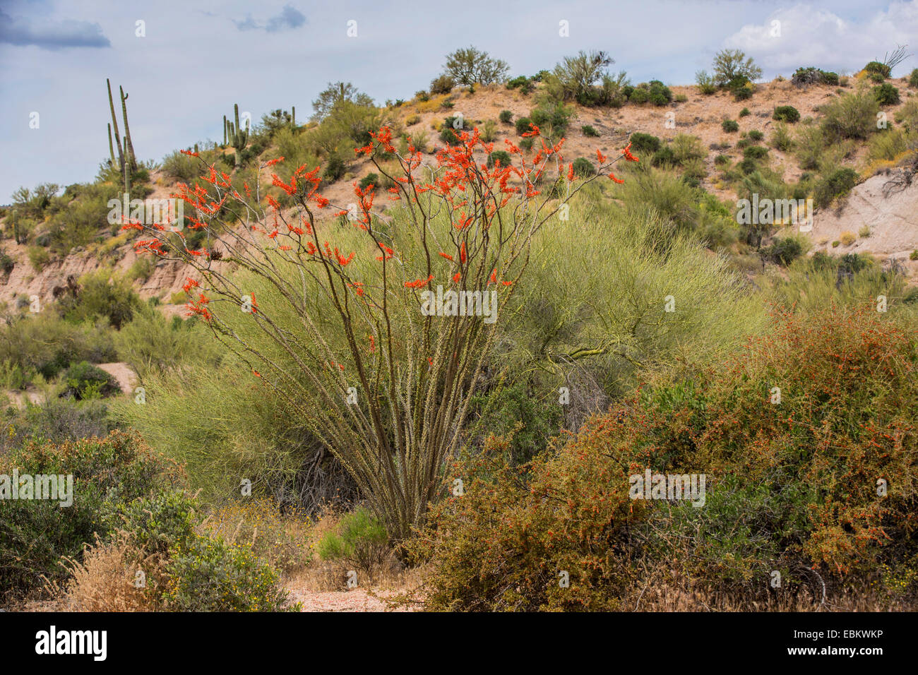 Ocotillo, Coachwhip, Jacob's staff, Vine Cactus (Fouquieria splendens), blooming, USA, Arizona, Sonoran, Phoenix Stock Photo