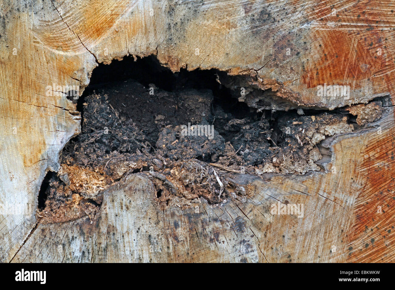 heart rot of a tree trunk, Germany Stock Photo