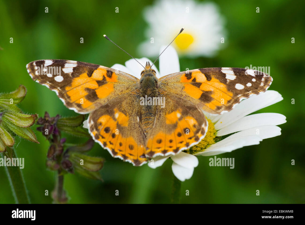 painted lady, thistle (Cynthia cardui, Vanessa cardui), sitting on a daisy, Germany Stock Photo