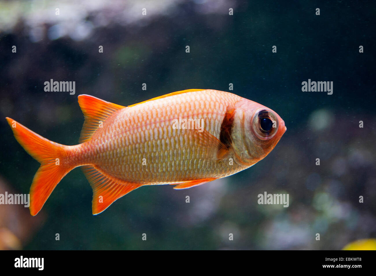 Epaulette Soldierfish, shoulderbar soldierfish, Pearly Soldierfish (Myripristis kuntee), reddish soldierfish Stock Photo