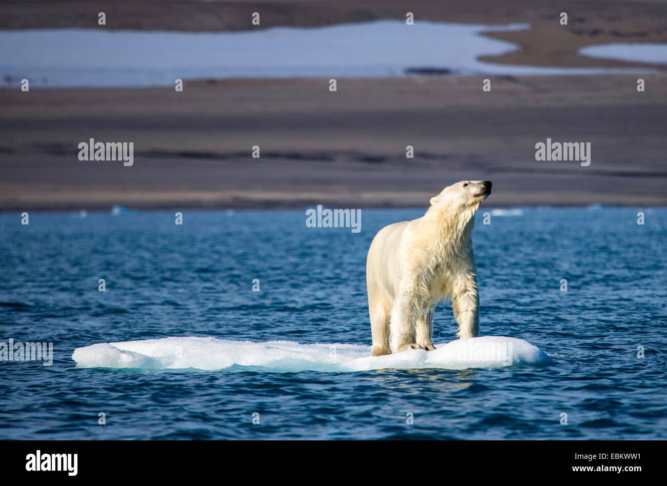 polar bear (Ursus maritimus), standing scenting on an ice floe, Norway, Svalbard, Svalbard Inseln, Nordaustlandet Stock Photo