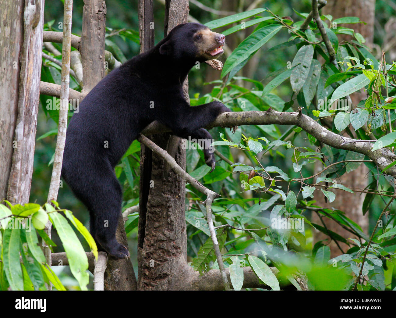 Sun Bear - Helarctos Euryspilus - at the Bornean Sun Bear Conservation Centre in Sepilok, Sabah, Malaysia Stock Photo
