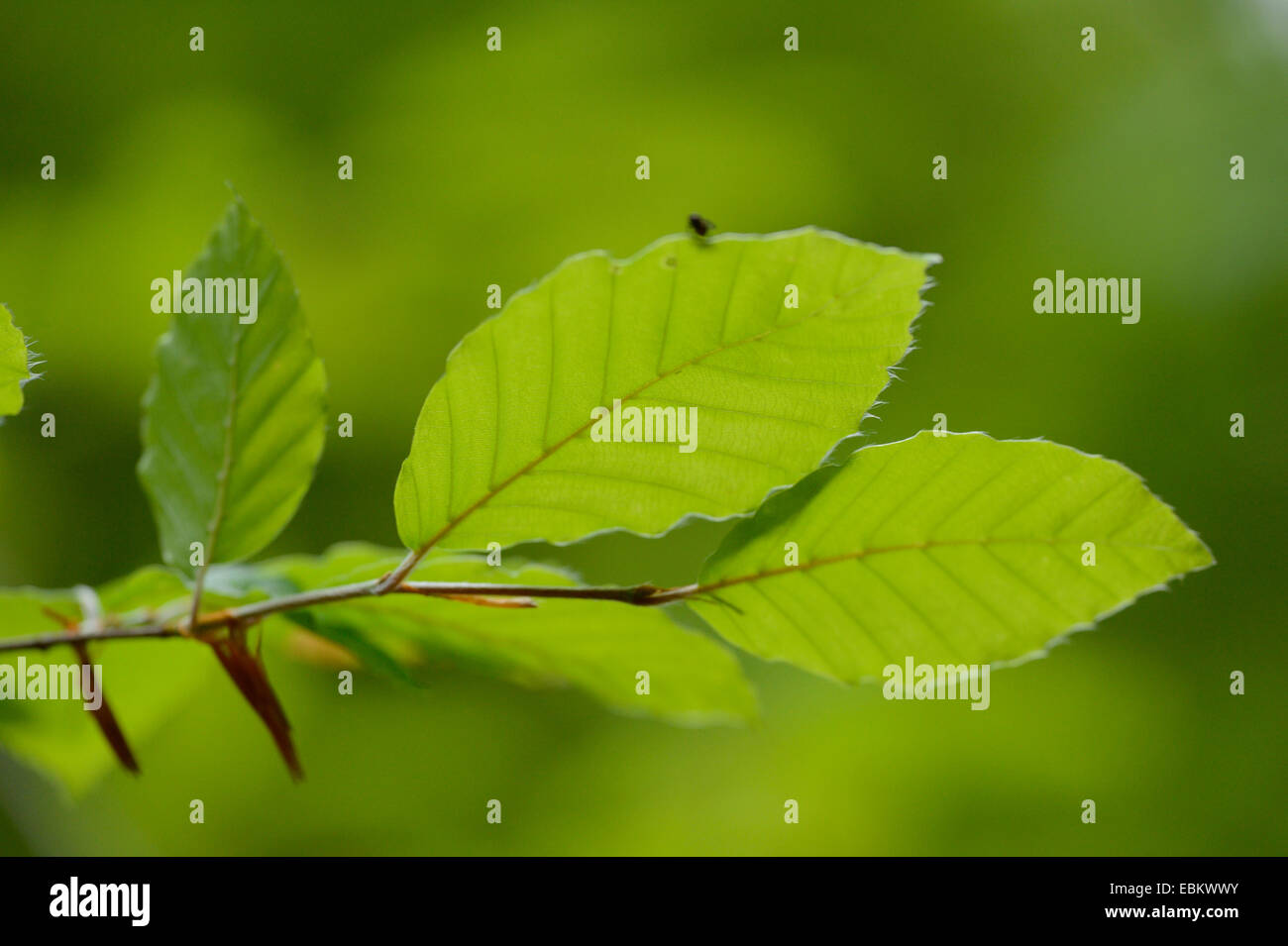 Beech leaves in backlight hi-res stock photography and images - Alamy
