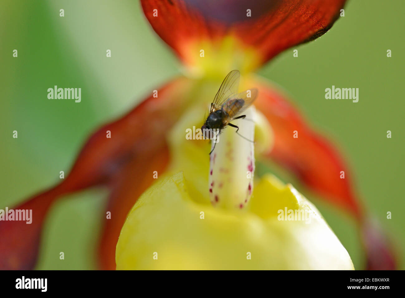 Lady's slipper orchid (Cypripedium calceolus), with fly on satminodium, Germany, Bavaria, Oberpfalz Stock Photo