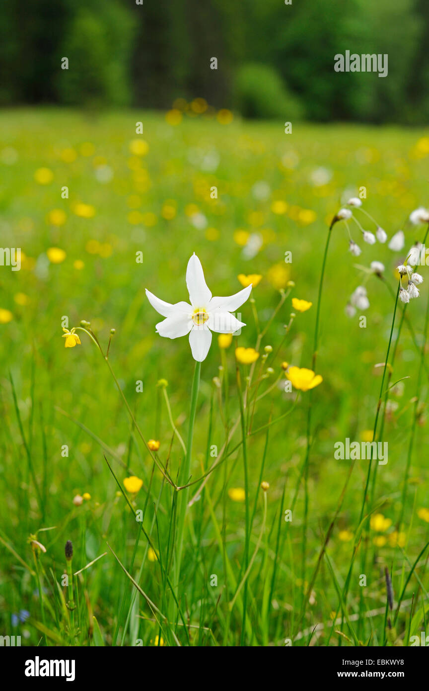 pheasant's-eye daffodil, pheasant's-eye narcissus, poet's narcissus (Narcissus radiiflorus, Narcissus poeticus ssp. radiiflorus), wild daffodills flowering in a meadow, Austria Stock Photo