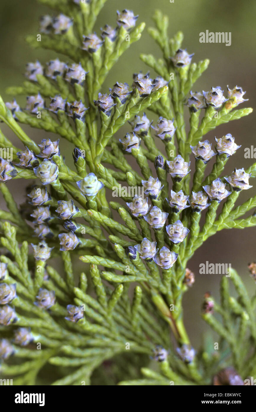 Japanese Thuja (Thuja standishii), branch with young cones Stock Photo -  Alamy