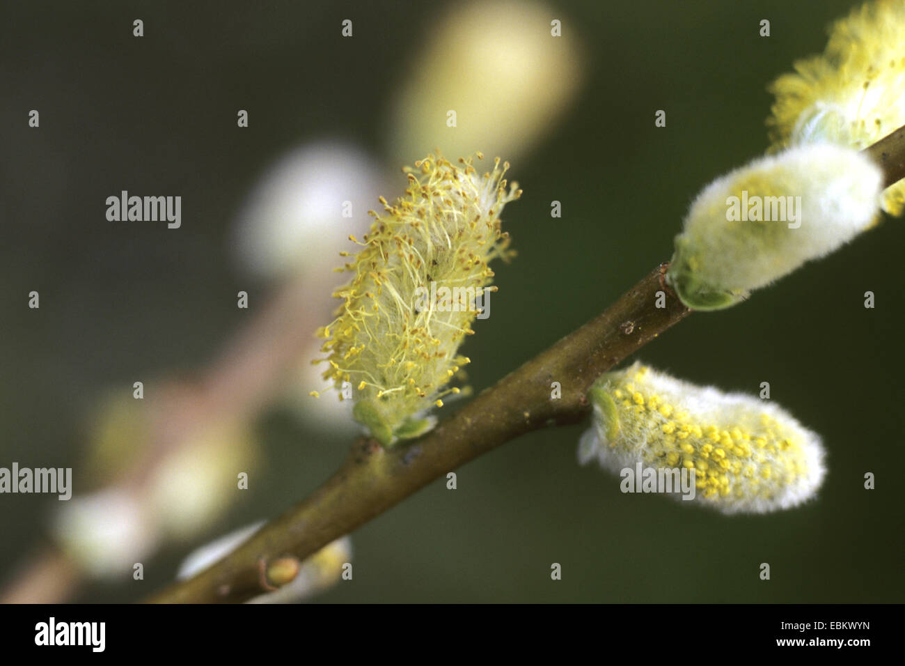 eared willow (Salix aurita), male flowers, Germany Stock Photo