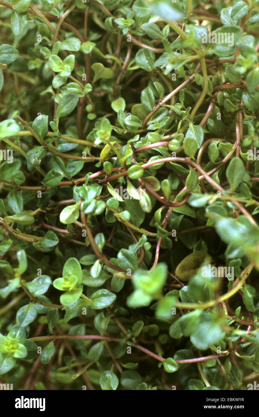 wild thyme, breckland thyme, creeping thyme (Thymus serpyllum
