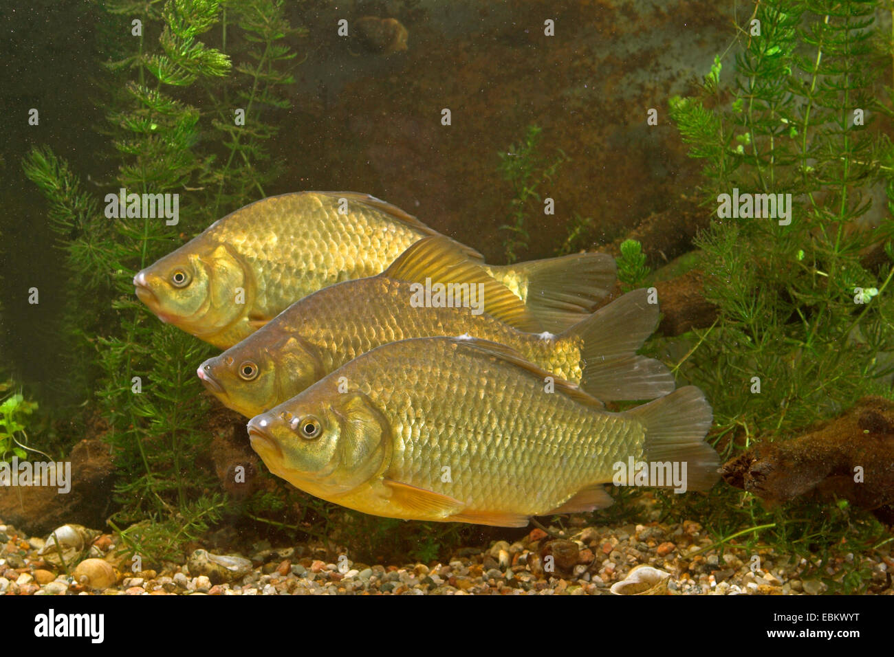 Crucian carp (Carassius carassius), three individuals one behind the other Stock Photo