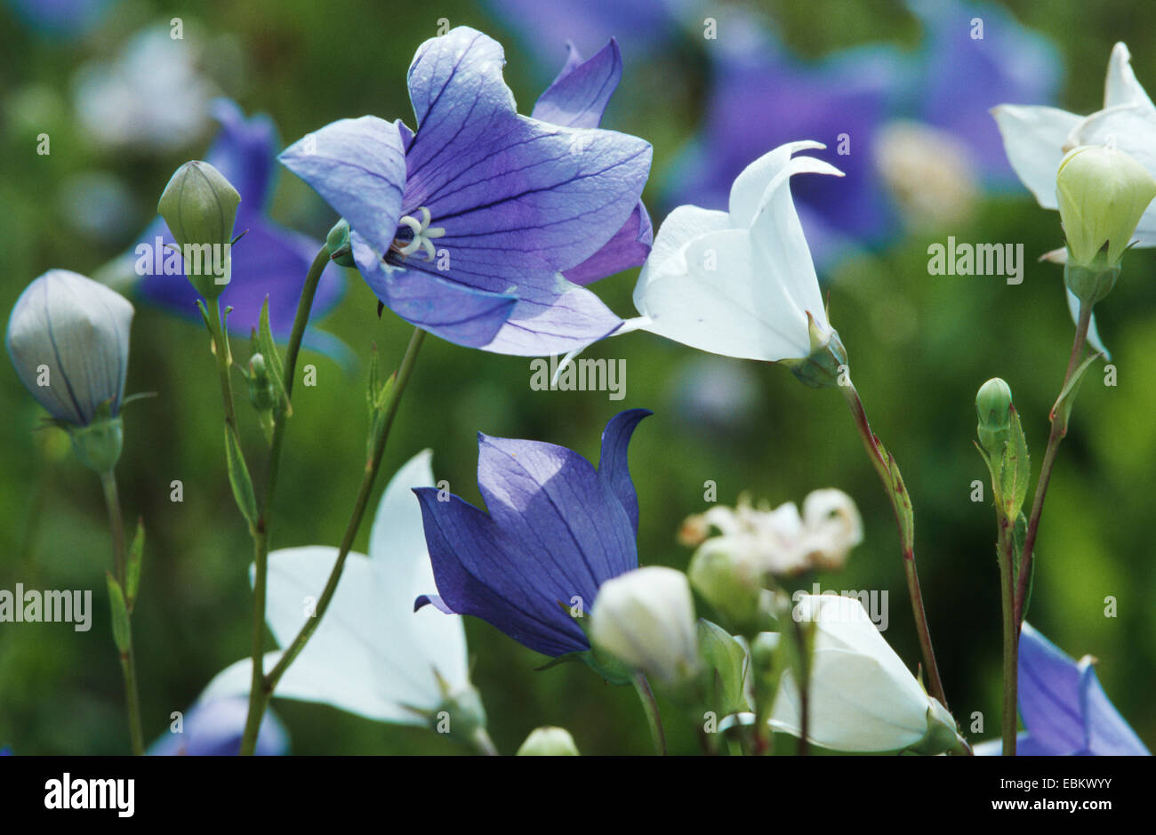 balloonflower (Platycodon grandiflorum), blooming Stock Photo Alamy