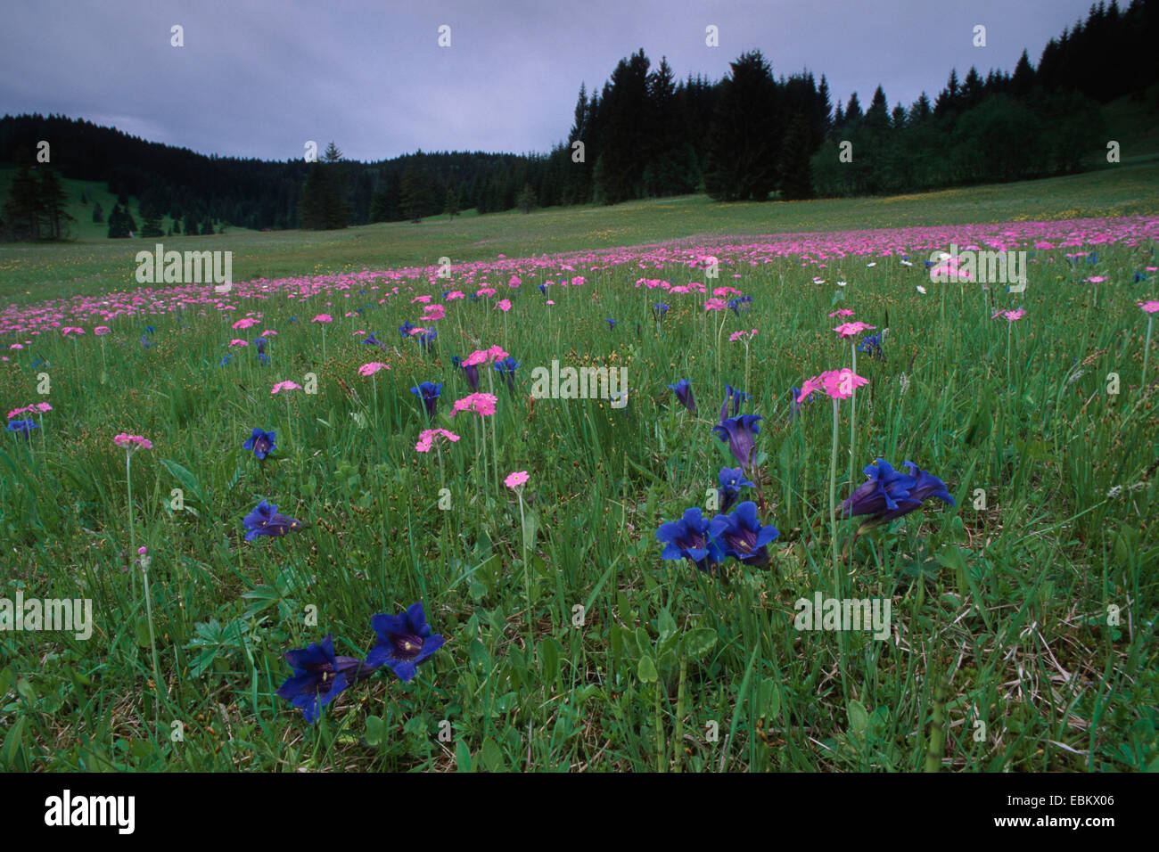 Gentiana clusii (Gentiana clusii), blooming mountain meadow with Gentiana clusii and Primula farinosa, Germany, Bavaria, Alps Stock Photo