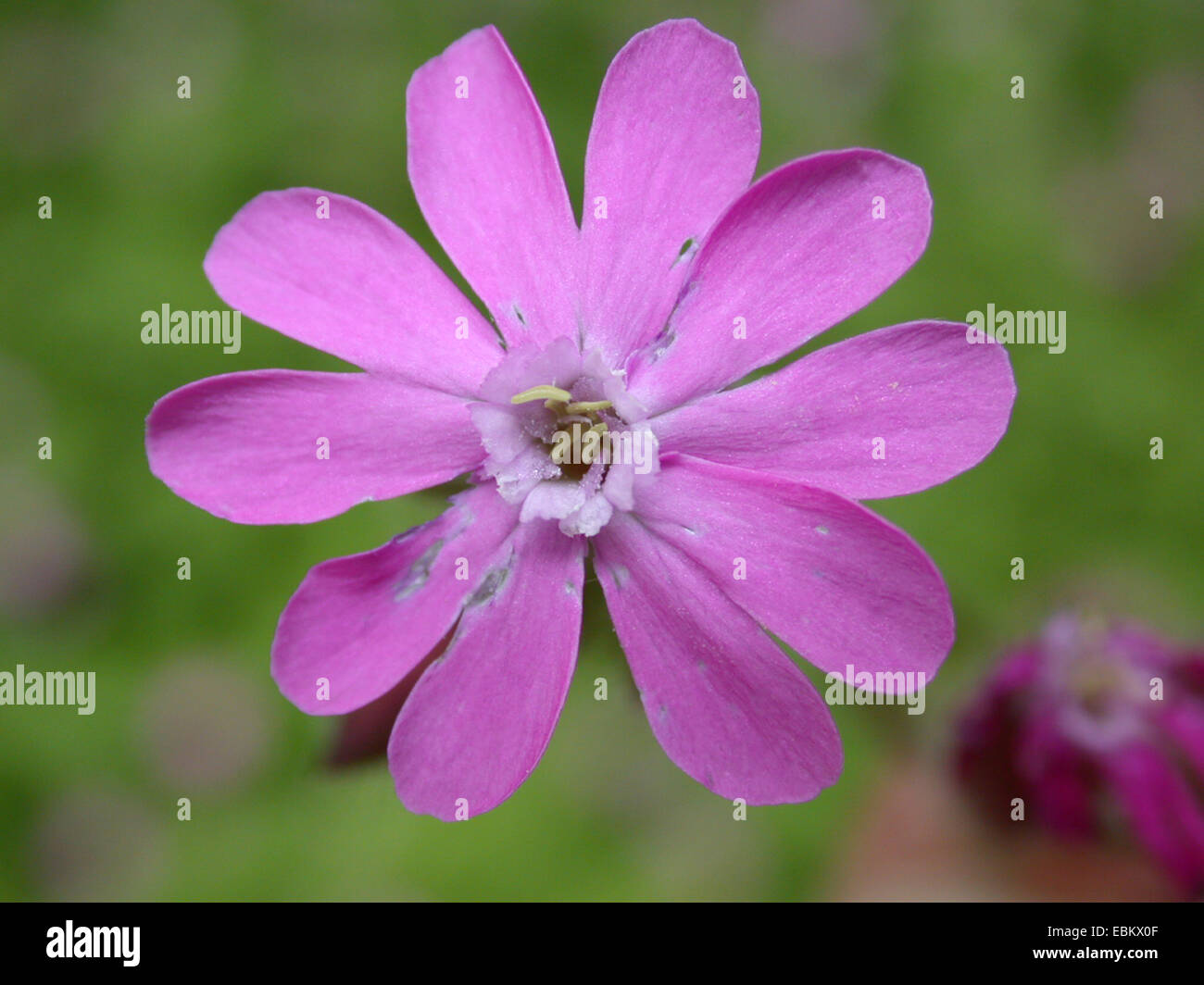 Red campion (Silene dioica), male flower, Germany Stock Photo