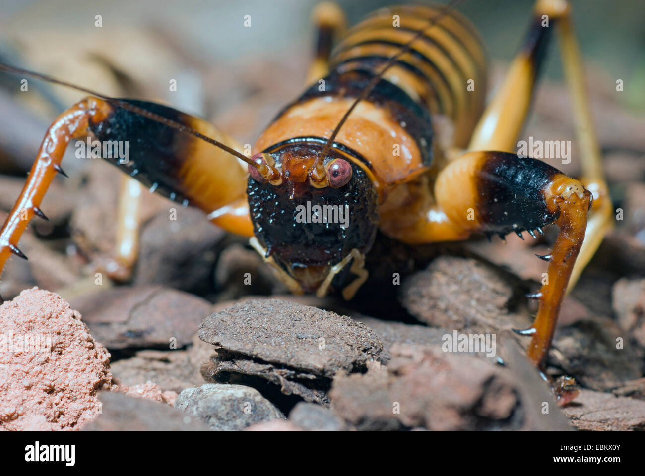 Long antenna cricket hires stock photography and images Alamy