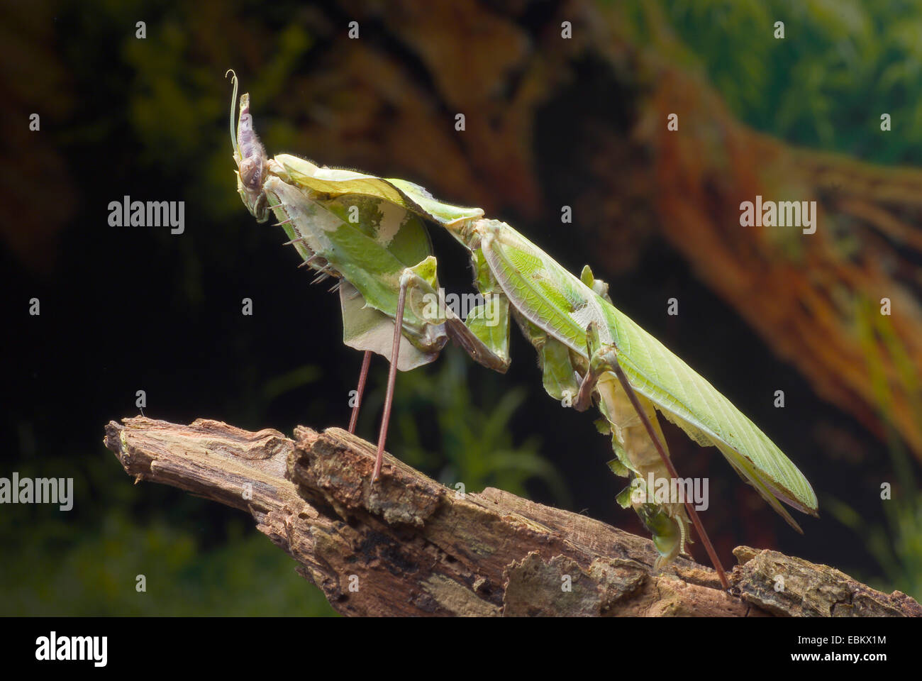 Giant devils flower (Idolomantis diabolica), on a branch Stock Photo ...