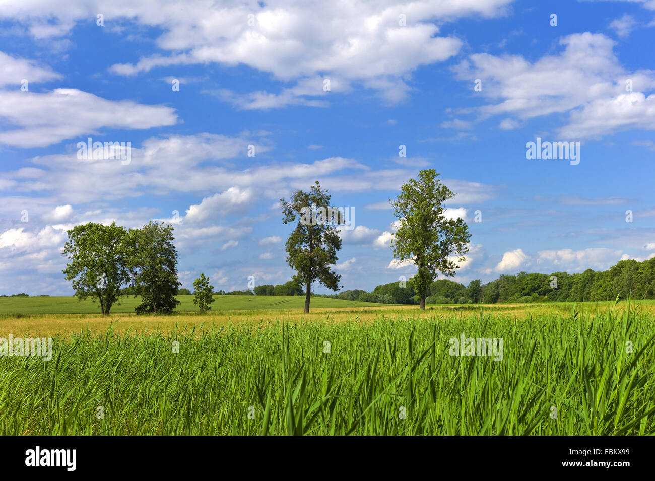 reed belt and single trees in summerly field scenery, Germany, Mecklenburg-Western Pomerania, Roebel Stock Photo