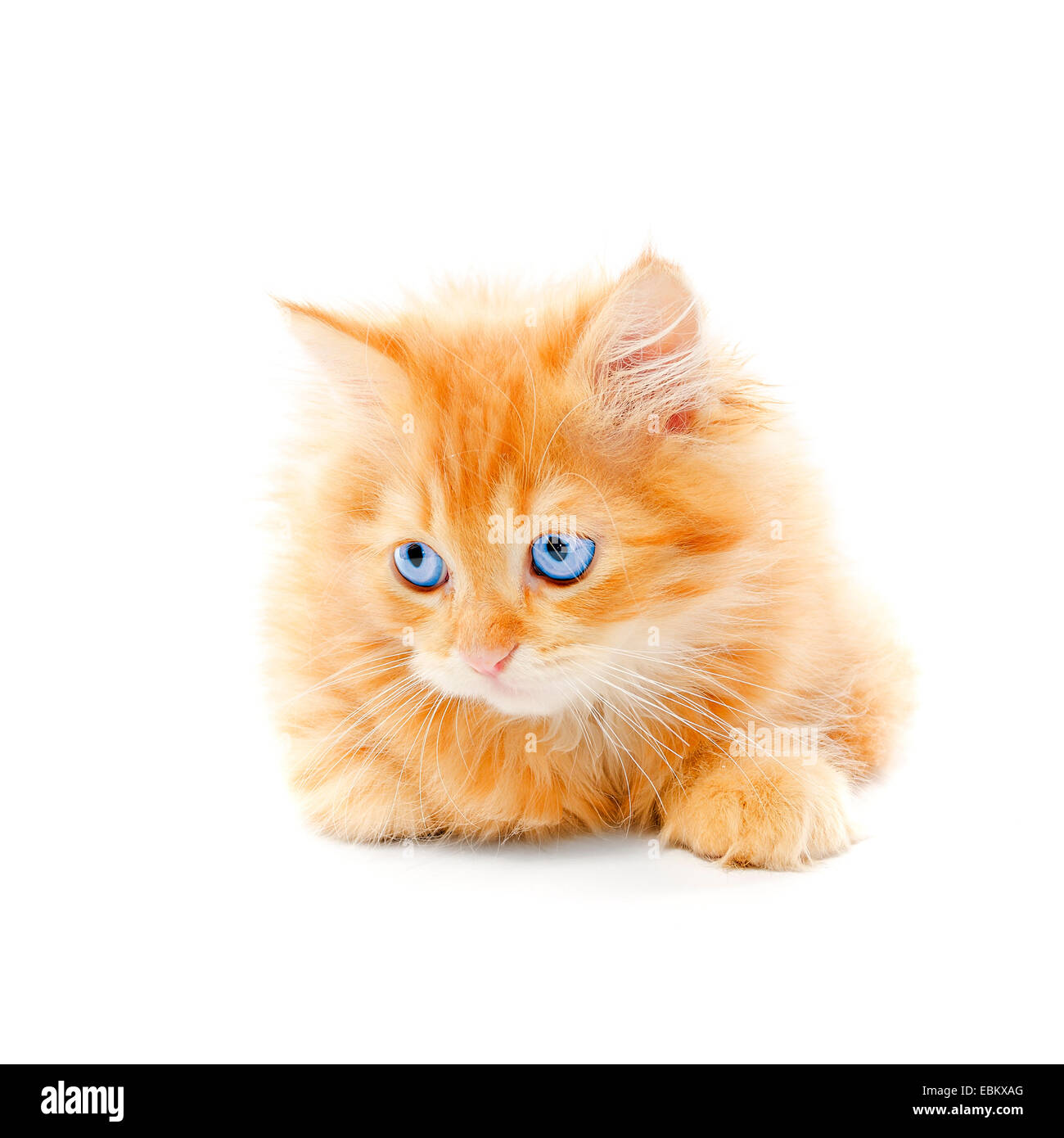 Ginger kitten isolated on a white background Stock Photo