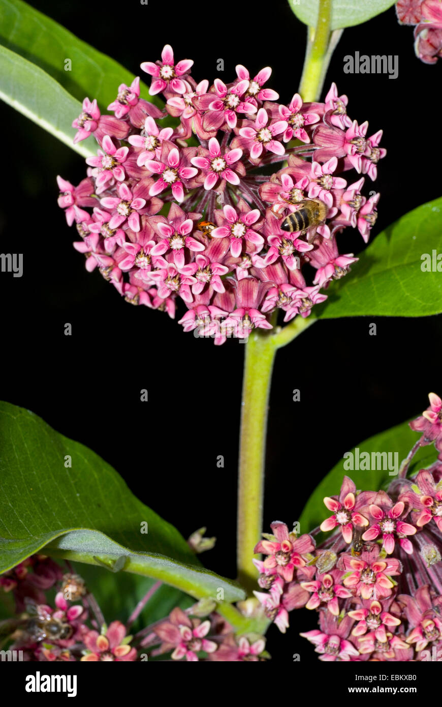 common milkweed, purple silkweed (Asclepias syriaca), inflorescence Stock Photo