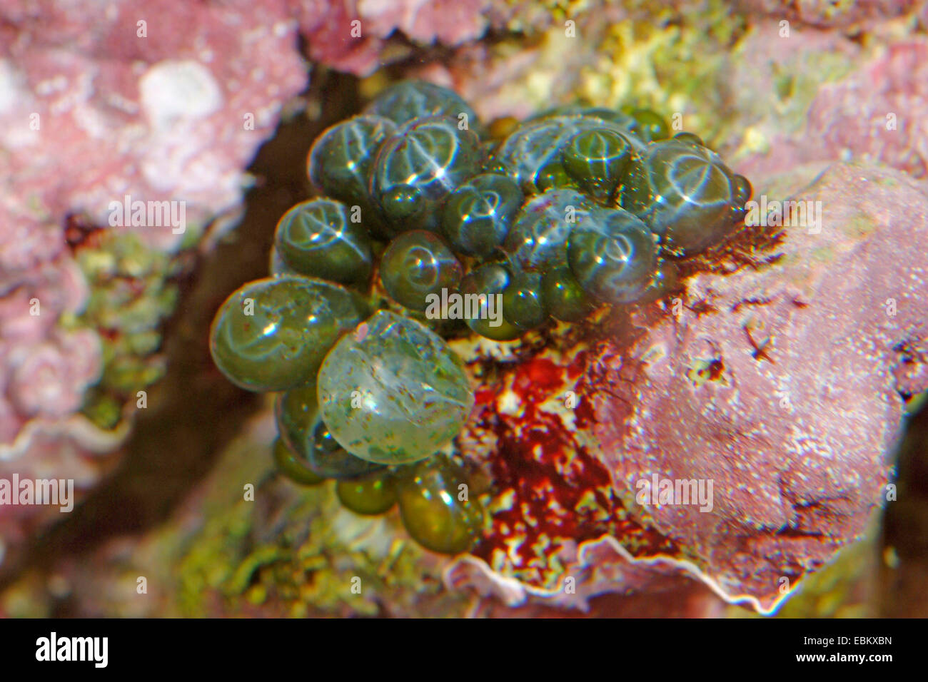 Bubble Algae (Ventricaria ventricosa), macro shot Stock Photo