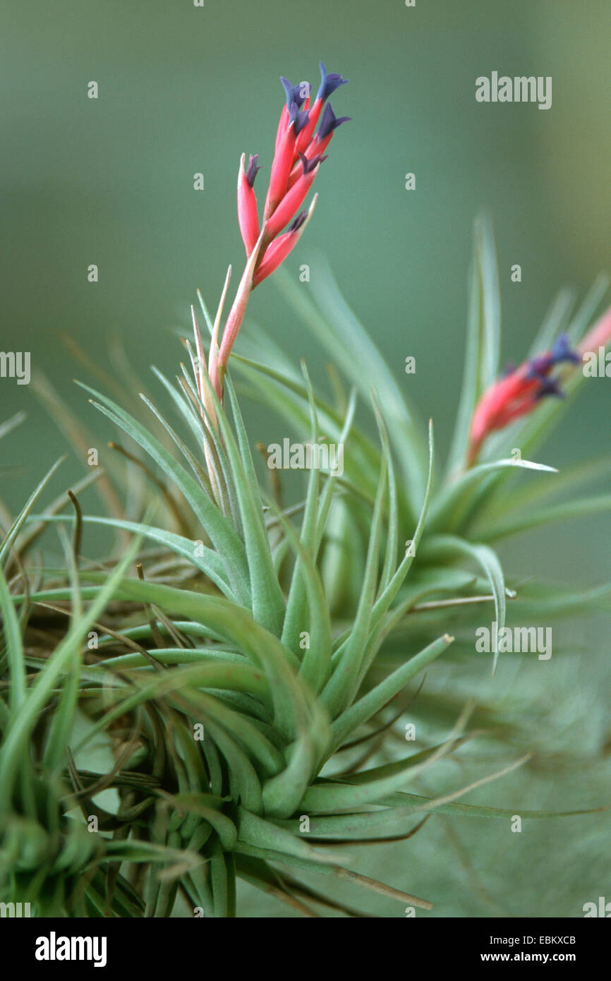 Tillandsia hi-res stock photography and images - Alamy