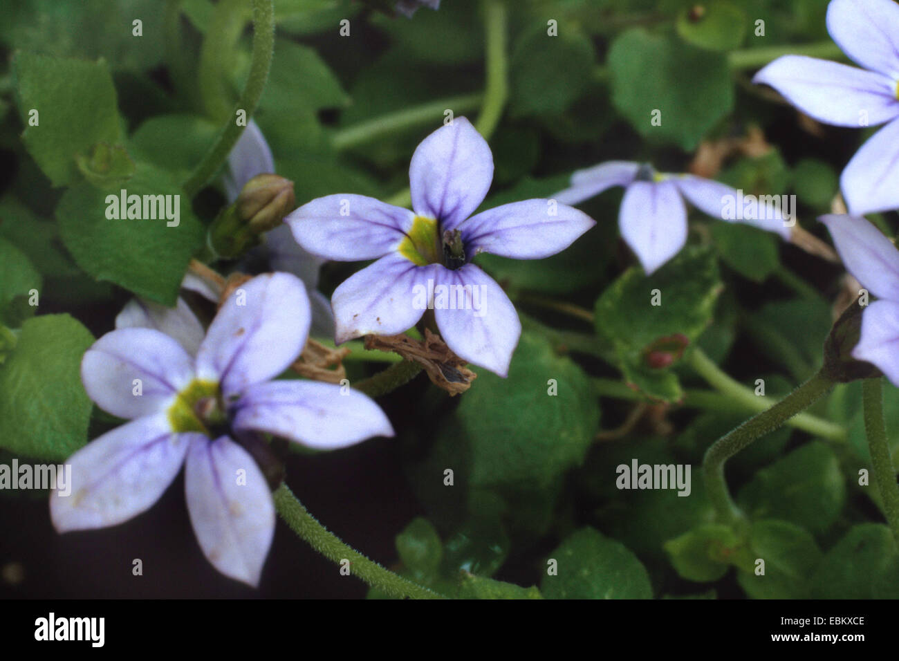 Laurentia, Blue Star Creeper (Pratia pedunculata, Laurentia fluviatilis, Isotoma fluviatilis), flowers Stock Photo