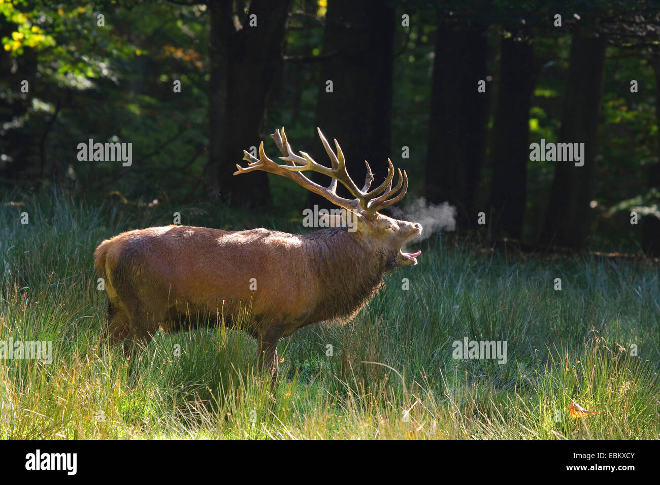 red deer (Cervus elaphus), roaring stag in a meadow at a forest edge, Germany Stock Photo