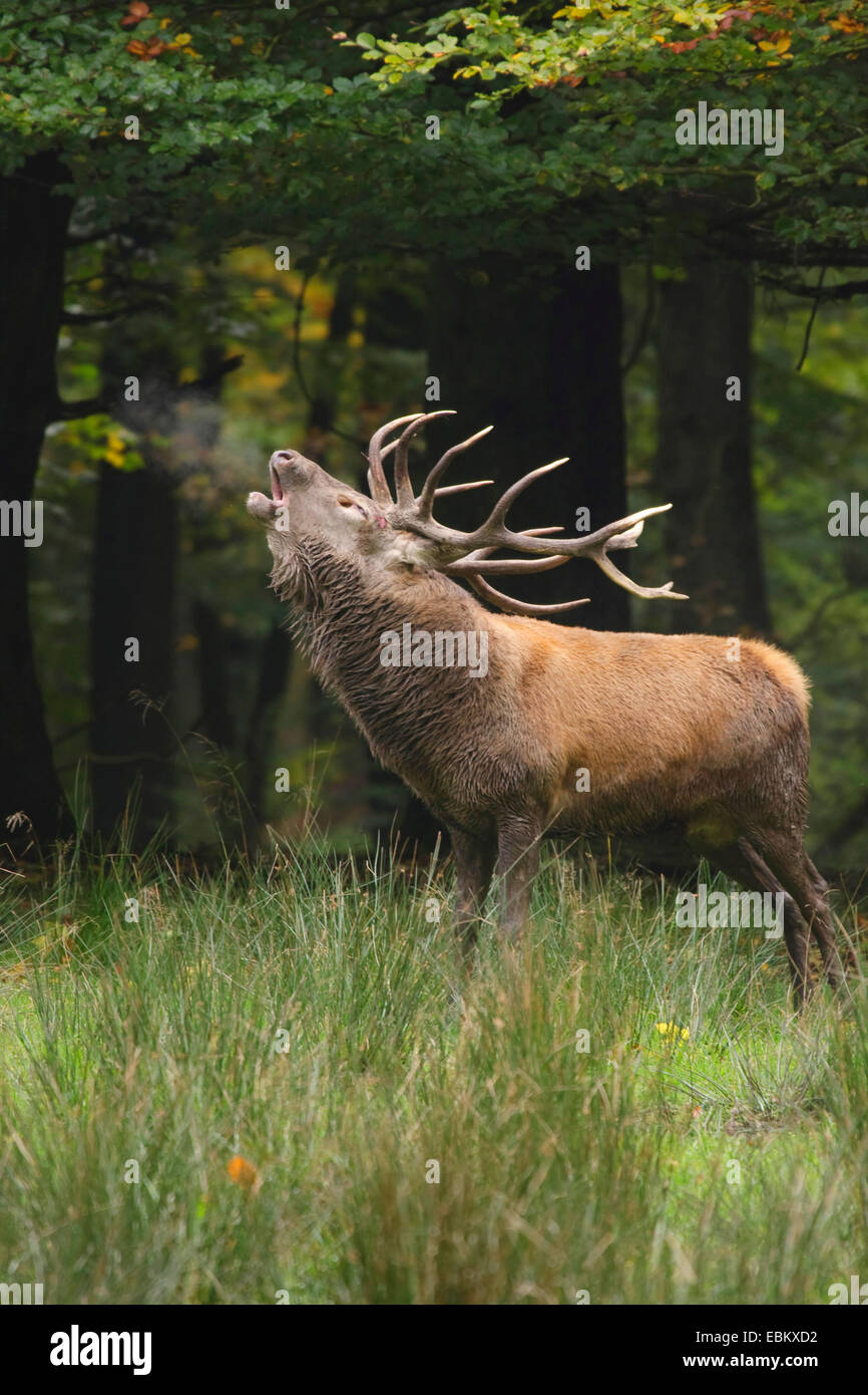 red deer (Cervus elaphus), roaring stag in a meadow at a forest edge, Germany Stock Photo