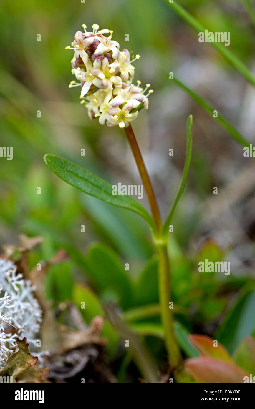 Alpine valerian, Valerian spikenard (Valeriana celtica ssp. norica ...