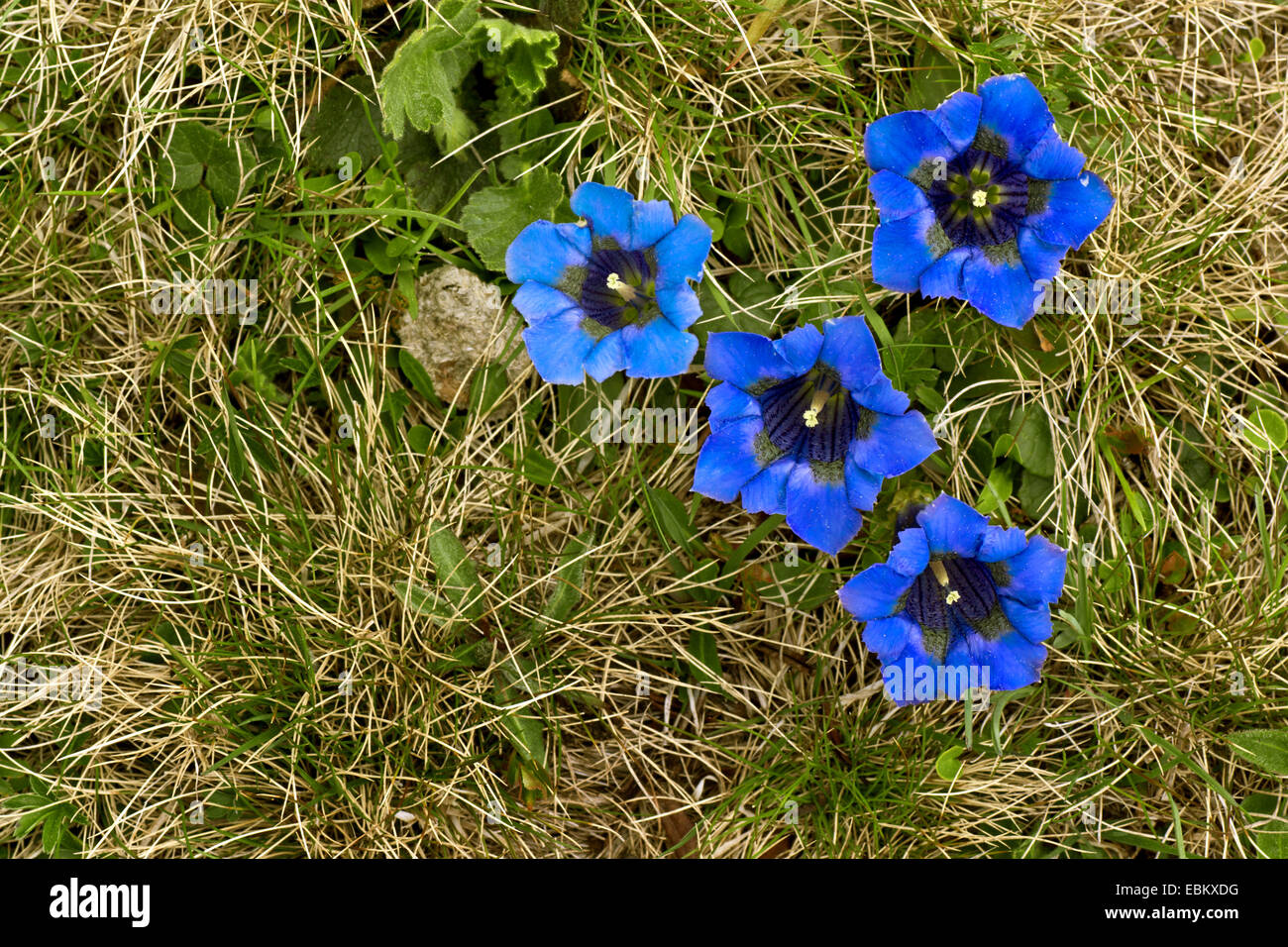 Gentiana clusii (Gentiana clusii), blooming, Austria, Kaernten, Nockberge National Park Stock Photo