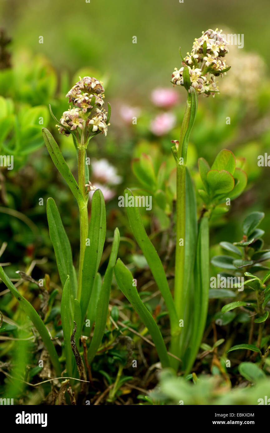 Celtica ssp norica hi-res stock photography and images - Alamy