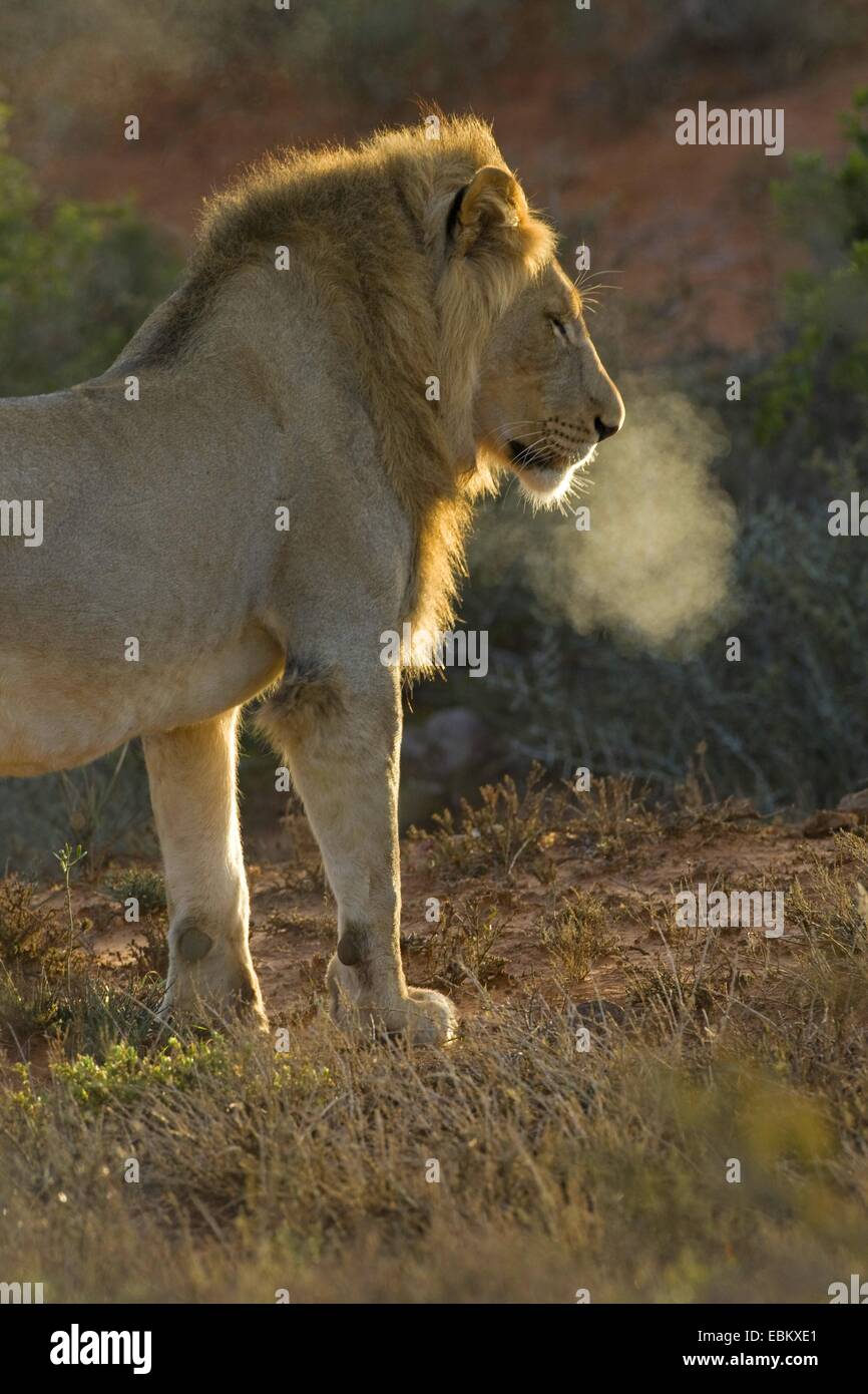 lion (Panthera leo), with cloud of breath, South Africa, Eastern Cape, Addo Elephant National Park Stock Photo