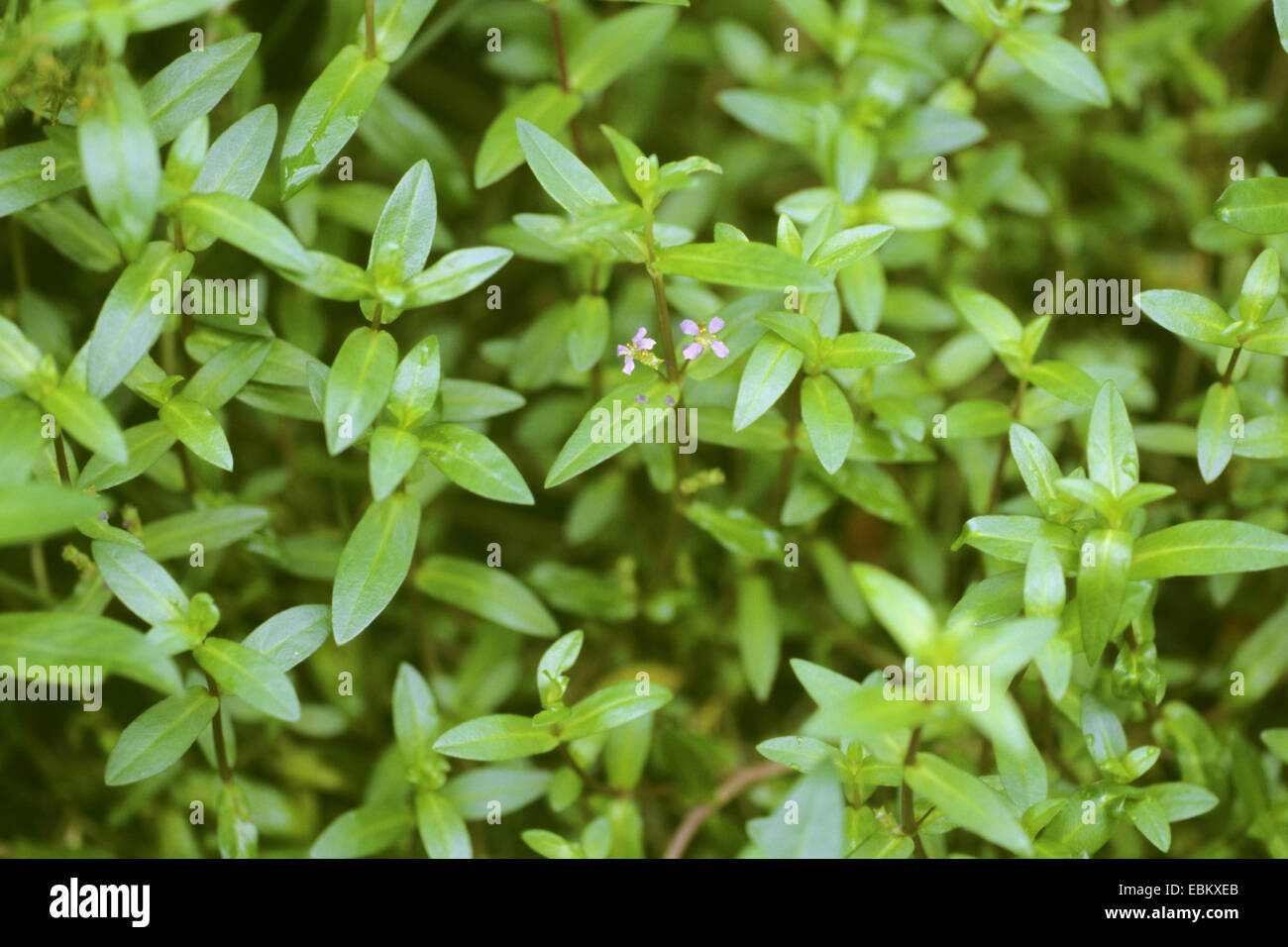 Nesaea (Nesaea triflora), blooming Stock Photo