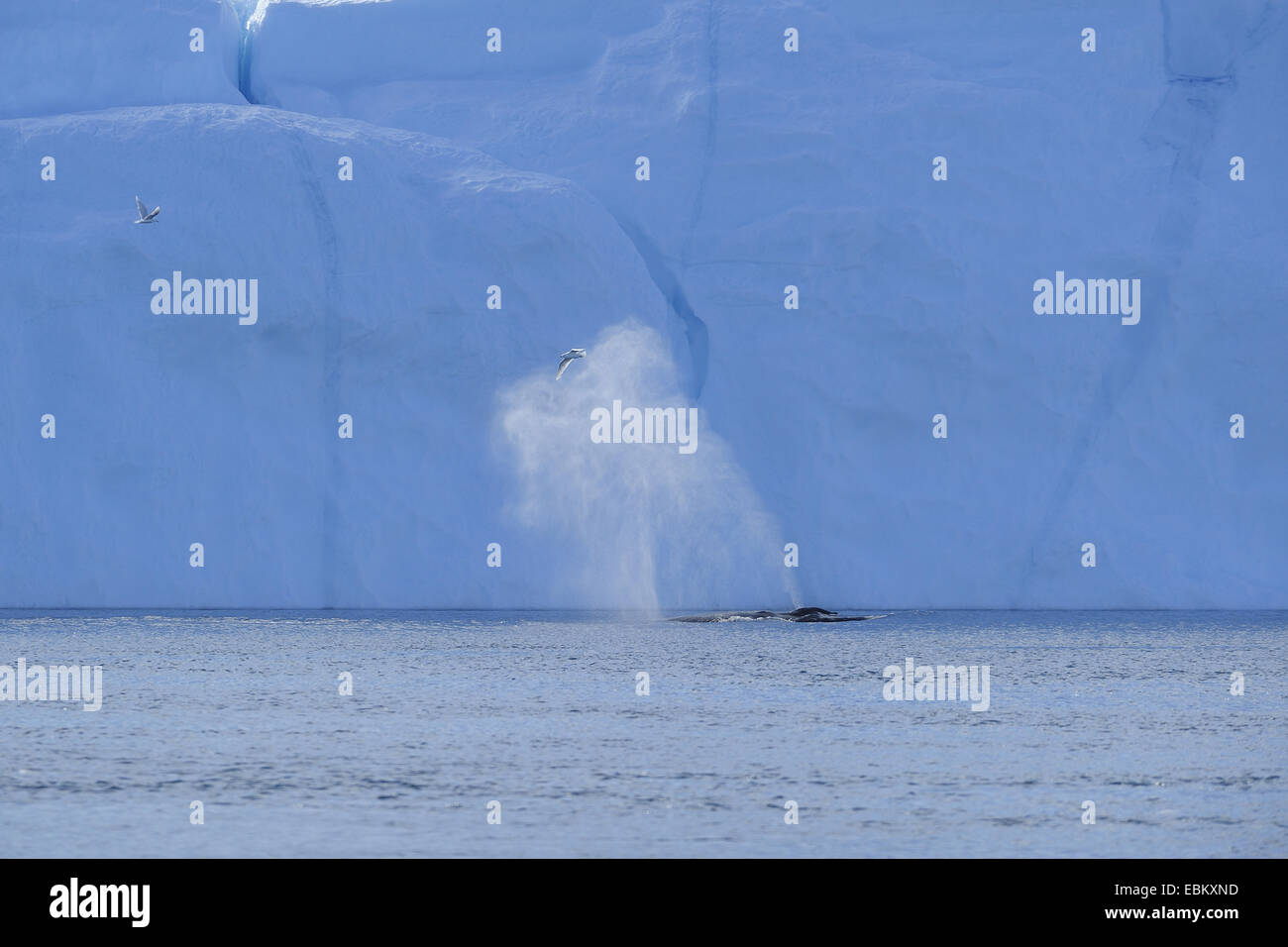 humpback whale (Megaptera novaeangliae), blowing, Greenland, Ilulissat, Disko Bay Stock Photo