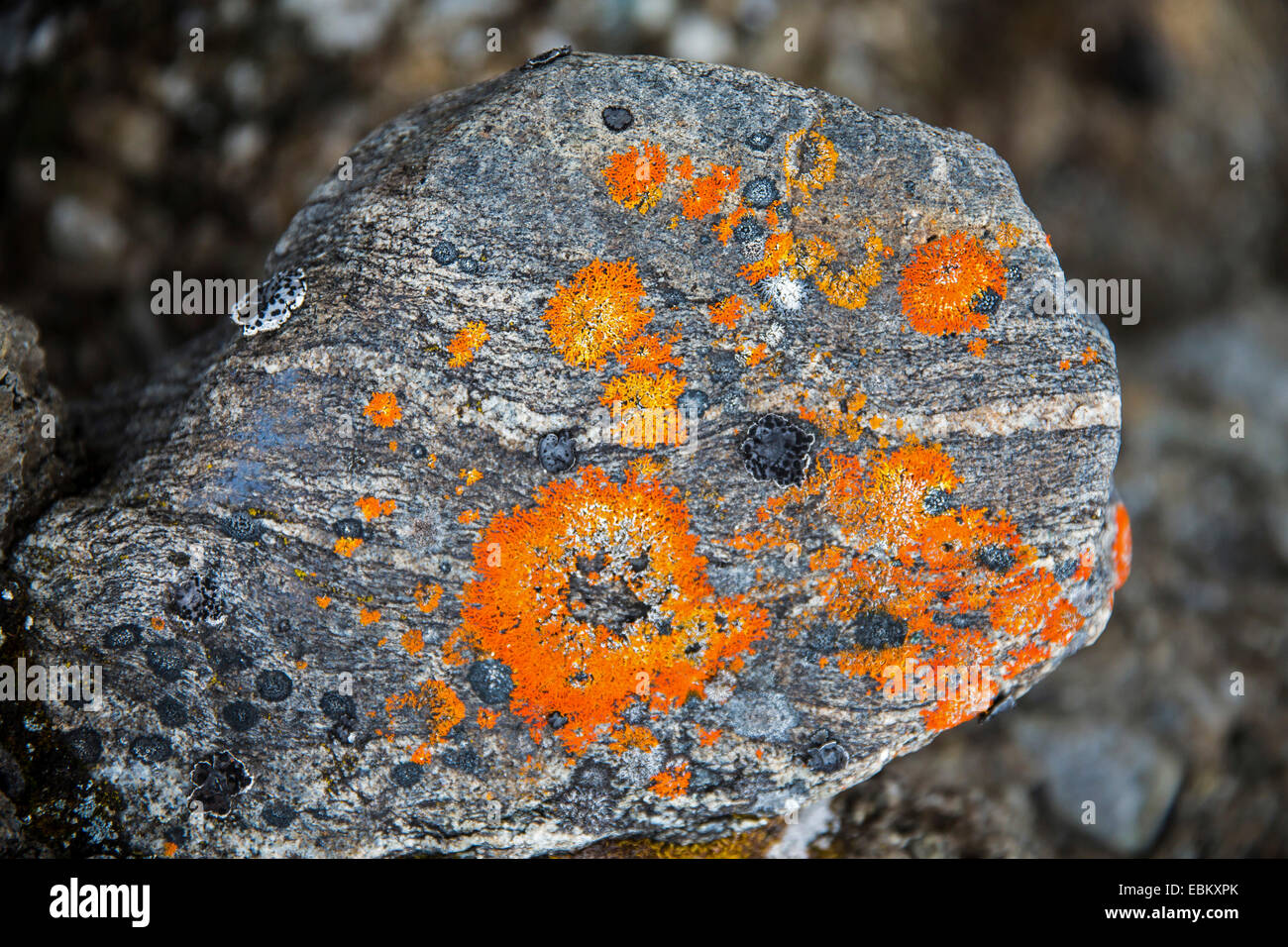 lichens on a stone, Norway, Svalbard, Bockfjorden Stock Photo