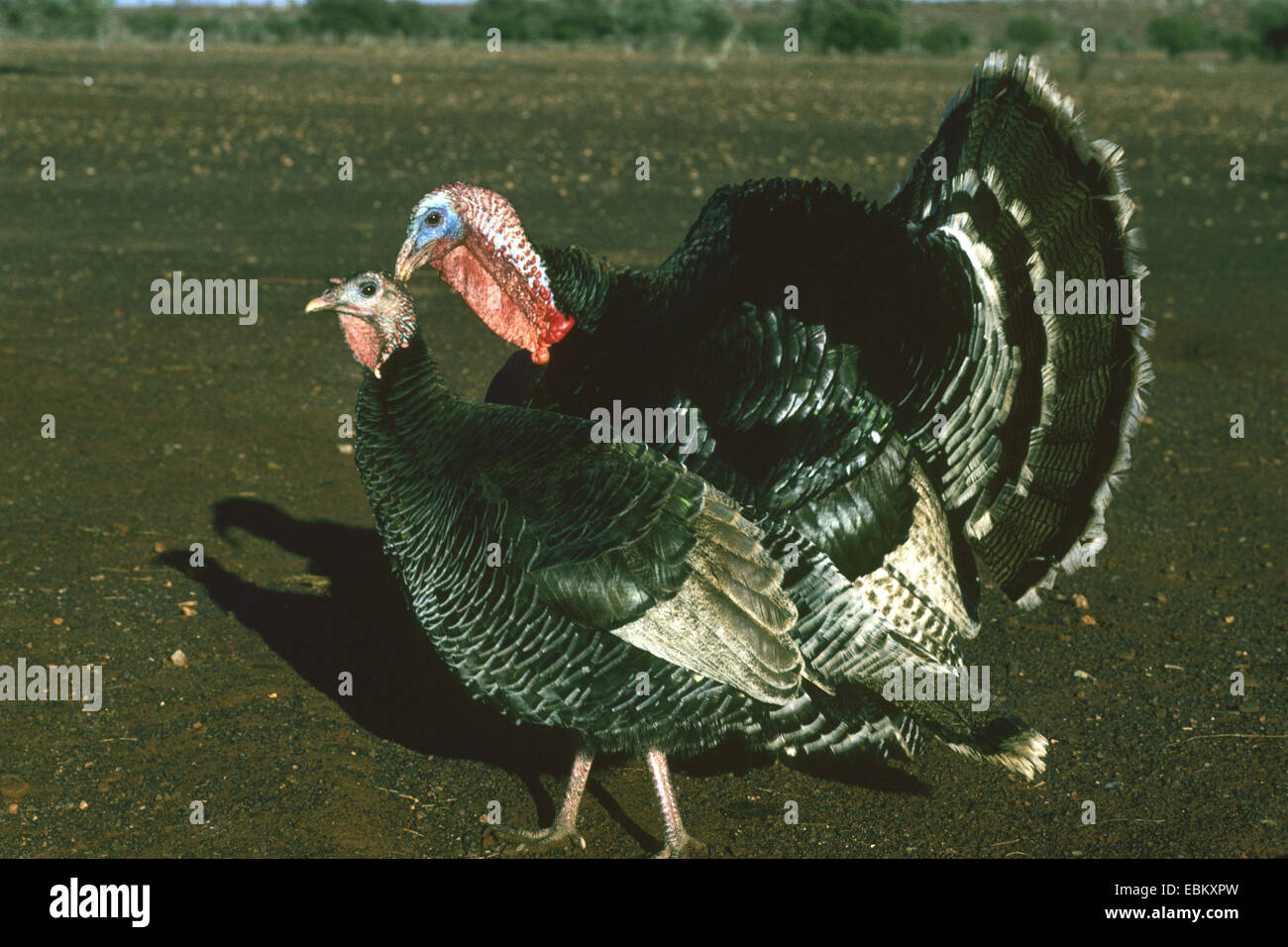 common turkey (Meleagris gallopavo), mating Stock Photo