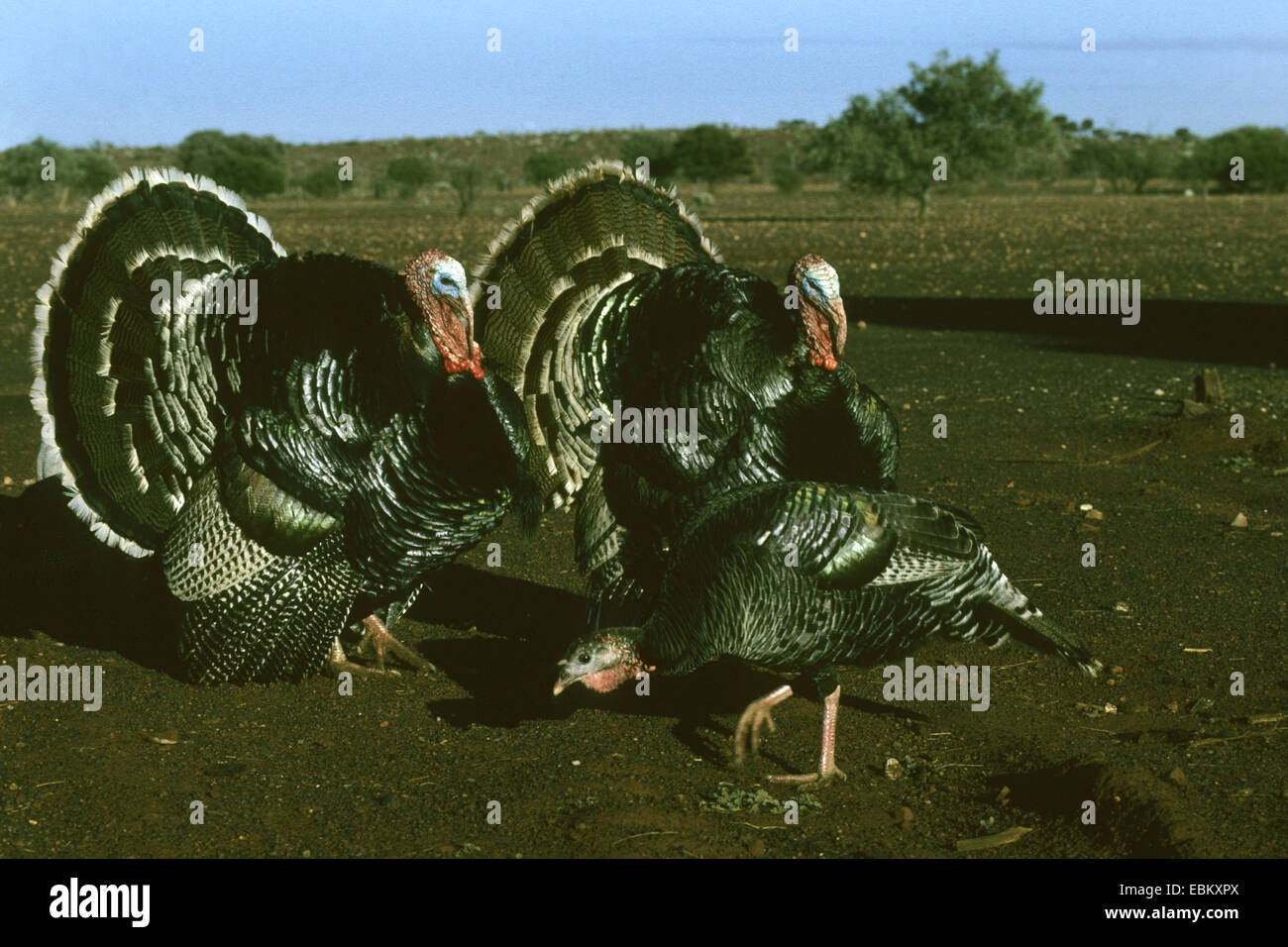 common turkey (Meleagris gallopavo), two males performing the courtship display for a female Stock Photo
