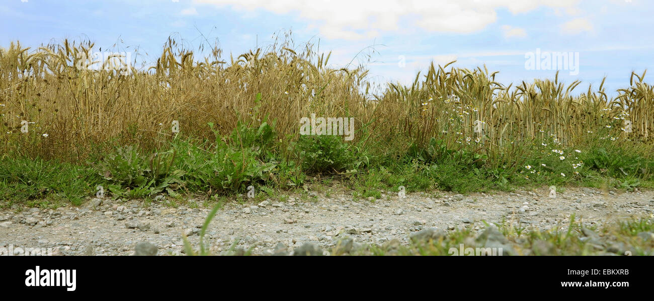cultivated rye (Secale cereale), field boundary of a ripe rye field at a field path, Germany Stock Photo