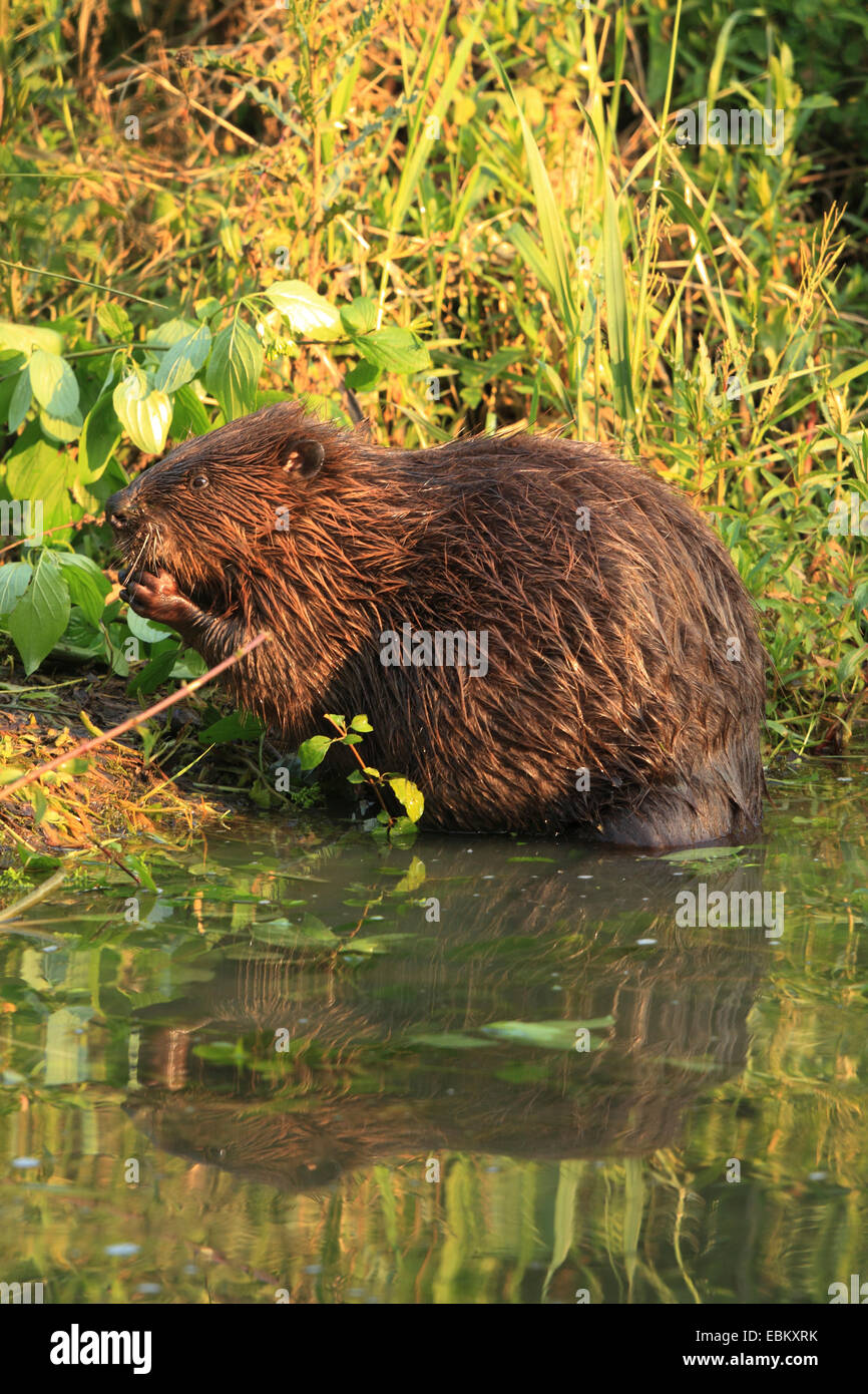 Eurasian beaver, European beaver (Castor fiber), on the feed at shore, Germany, Baden-Wuerrtemberg Stock Photo