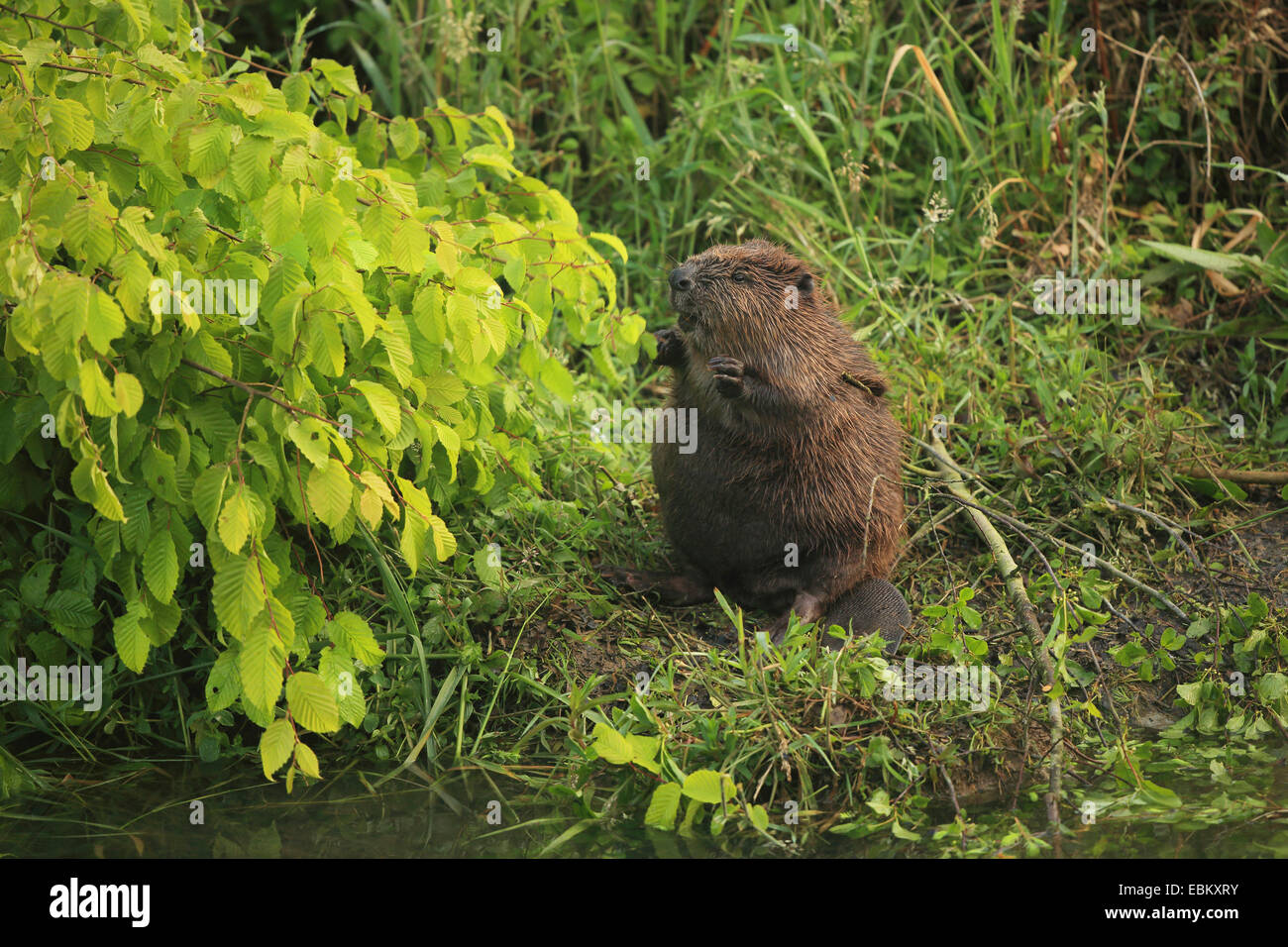 Eurasian beaver, European beaver (Castor fiber), on the feed at shore, Germany, Baden-Wuerrtemberg Stock Photo