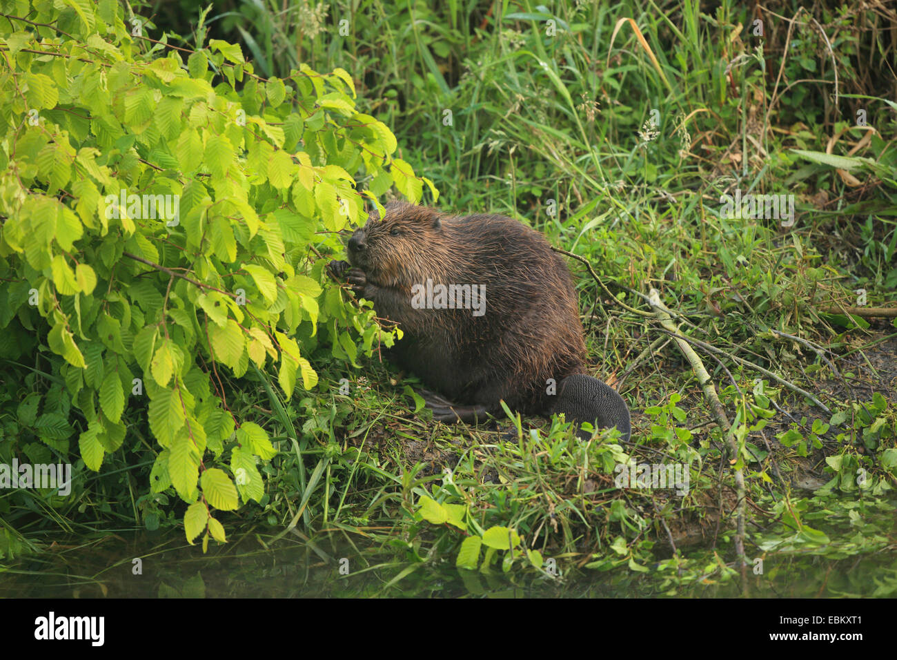 Eurasian beaver, European beaver (Castor fiber), on the feed at shore, Germany, Baden-Wuerrtemberg Stock Photo