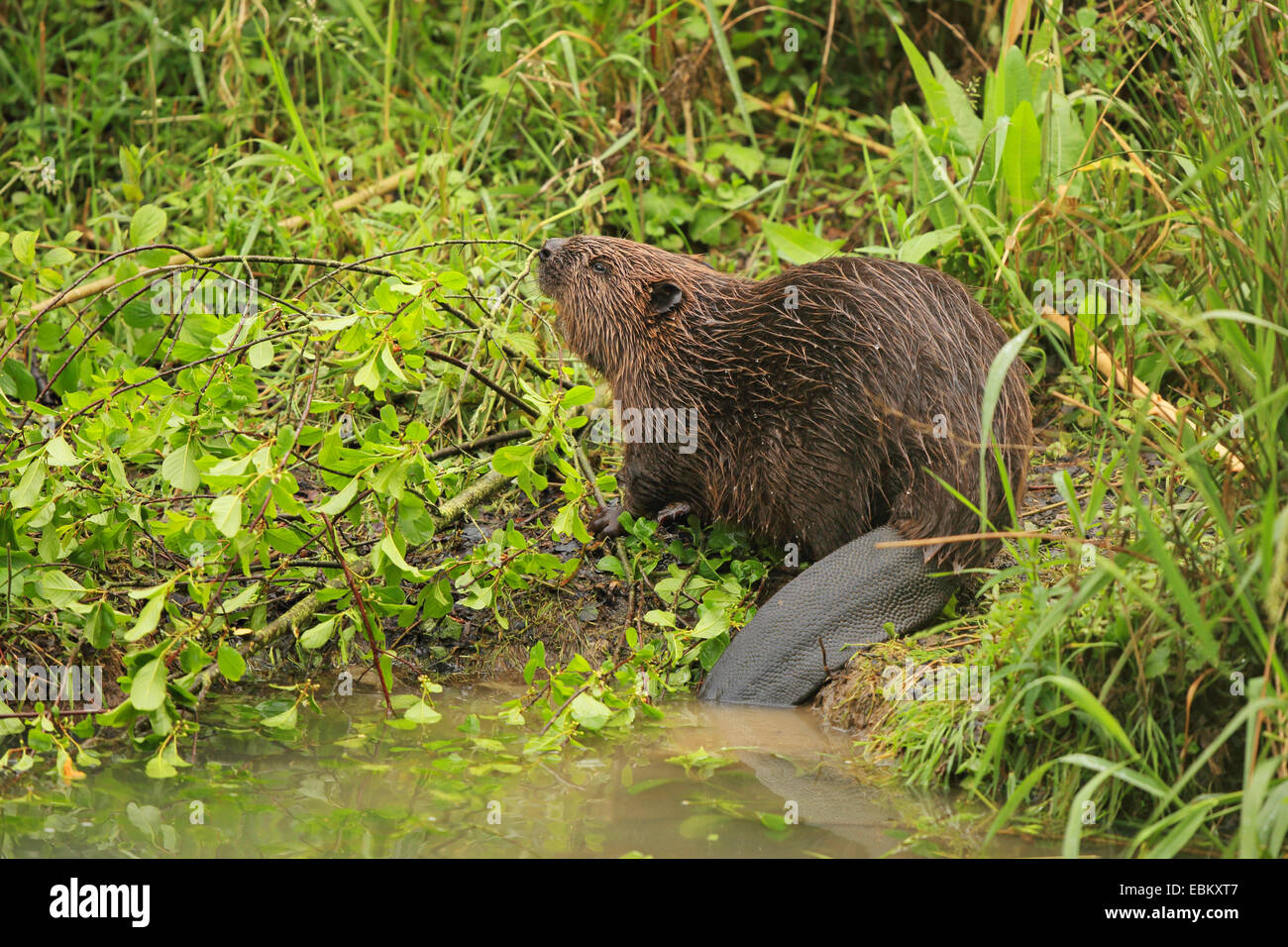 Eurasian beaver, European beaver (Castor fiber), on the feed at shore, Germany, Baden-Wuerrtemberg Stock Photo