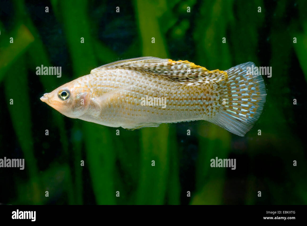 Giant sailfin molly, Sail-fin molly, Red sailfin molly, Yucatan Molly (Poecilia velifera), swimming Stock Photo