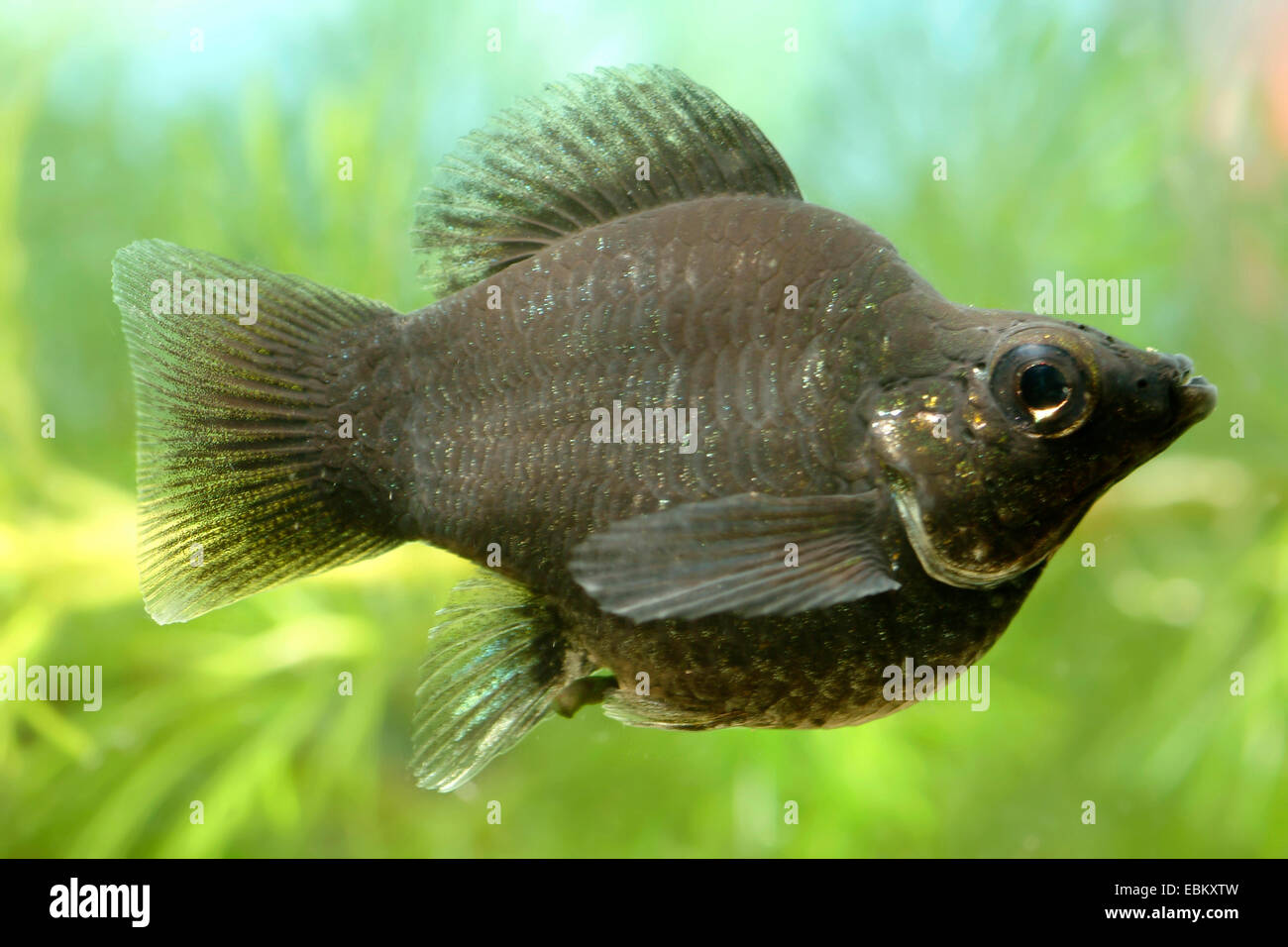 Sailfin molly hi-res stock photography and images - Alamy