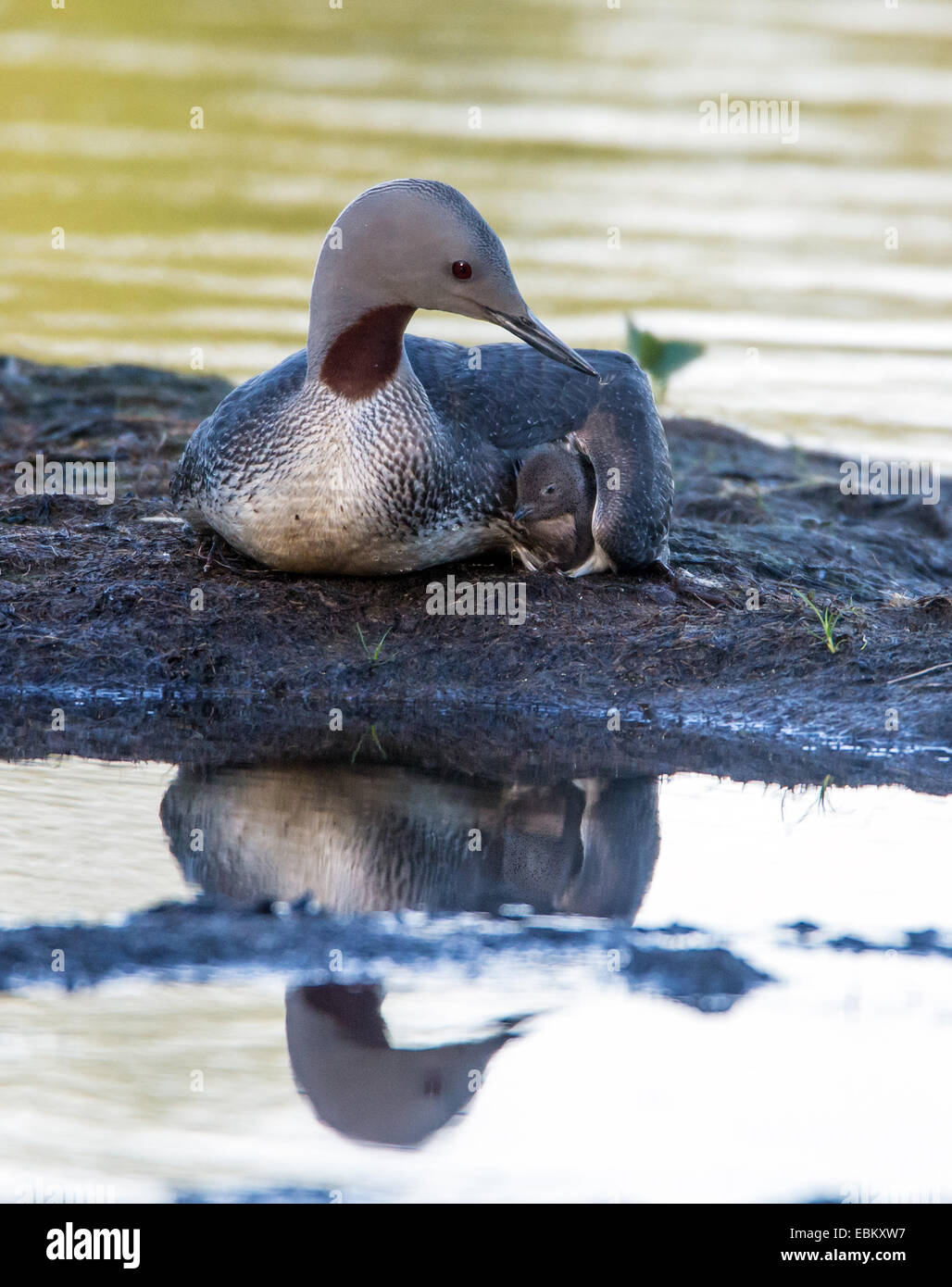 red-throated diver (Gavia stellata), keeping warm a chick, Norway, Troms, Tromsoe Stock Photo