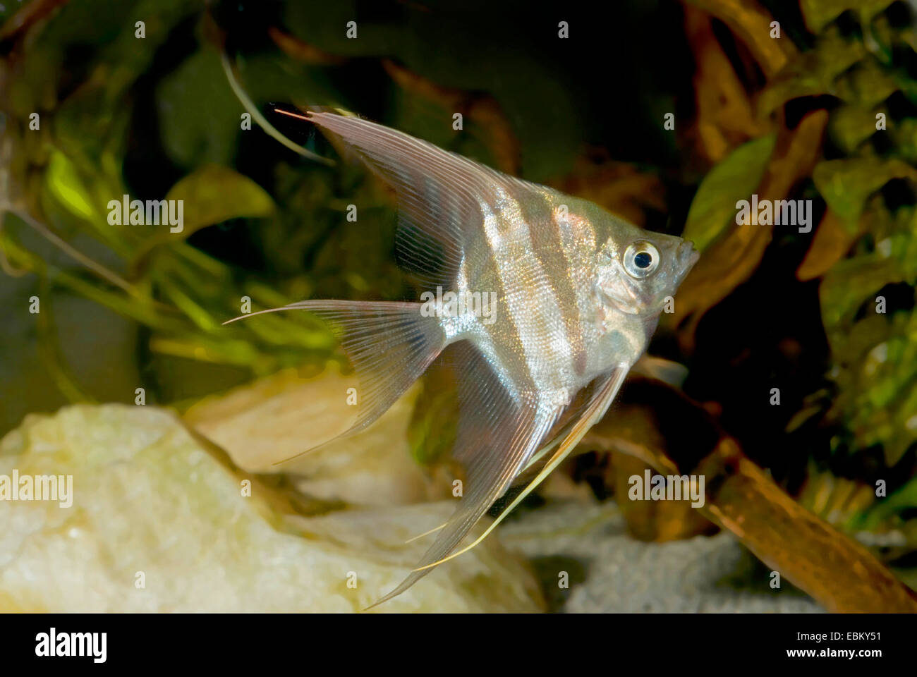 Deep angelfish, Real Altum-Angel; Long finned Angel (Pterophyllum altum), wild form Stock Photo