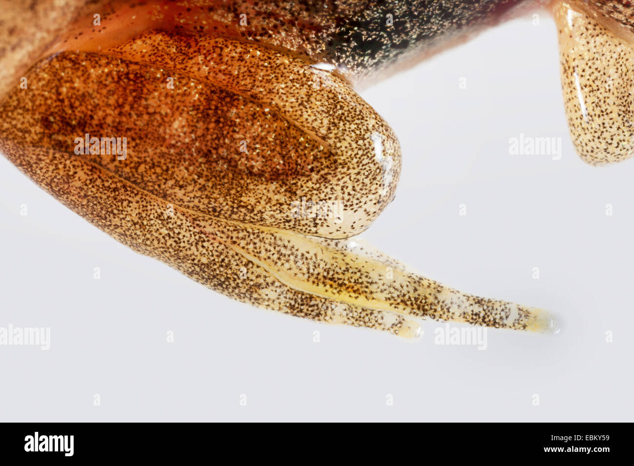 hind leg of a tadpole Rana temporaria grass frog Stock Photo