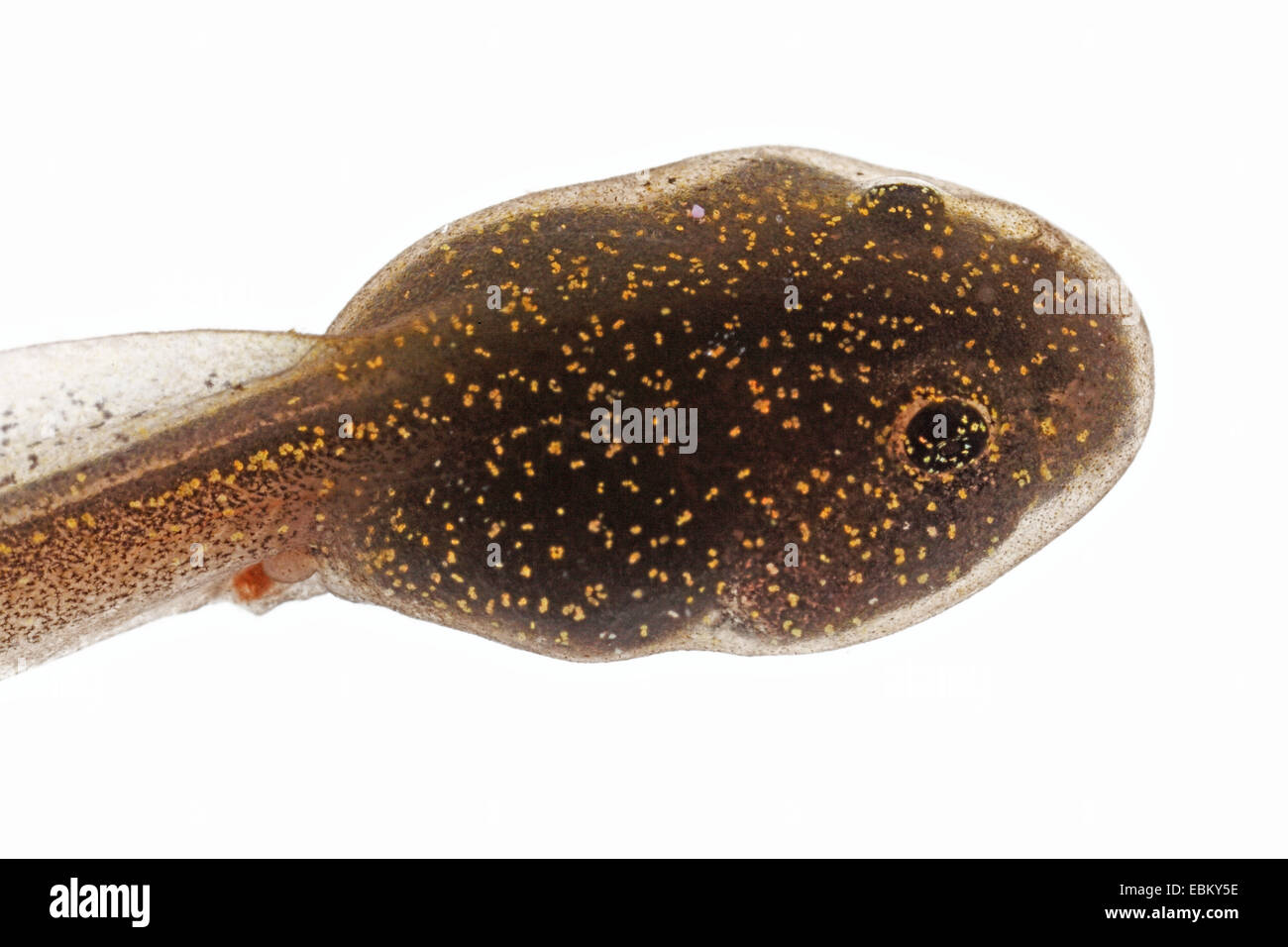 Tadpole f hi-res stock photography and images - Alamy