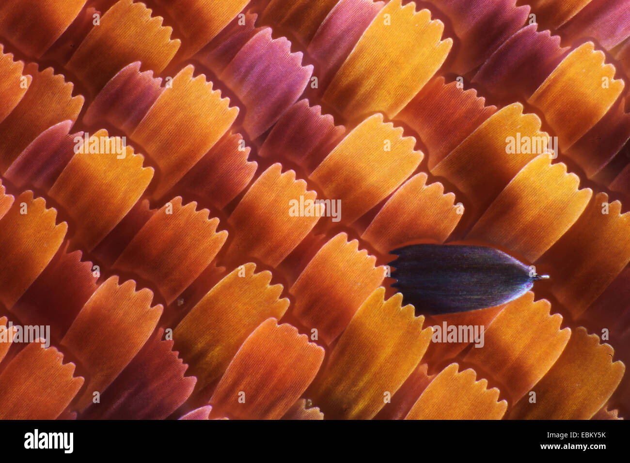 scales on the wing of a butterfly Stock Photo