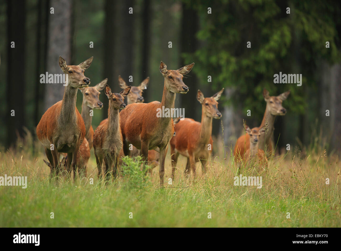 red deer (Cervus elaphus), hinds with fawns, Germany, Erz Mountains Stock Photo